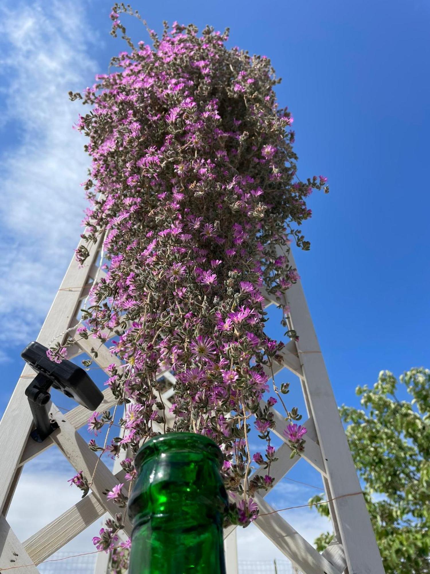 Villa I Trulli dei Nonni evelin Martina Franca Esterno foto